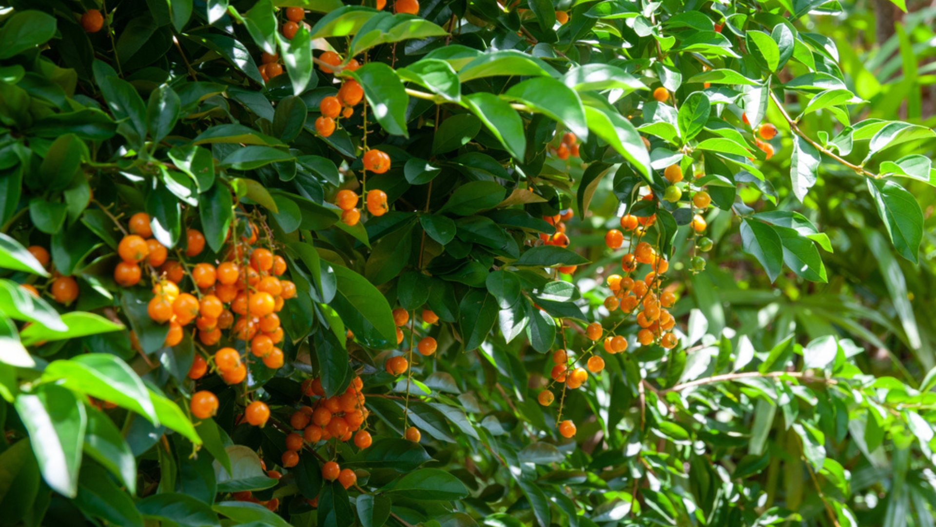 duranta erecta berries