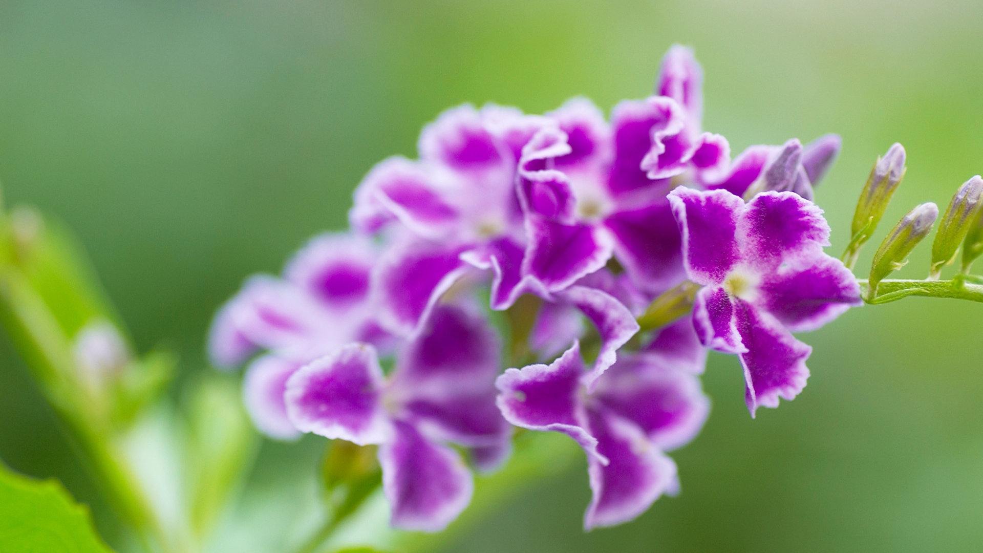 duranta erecta flower