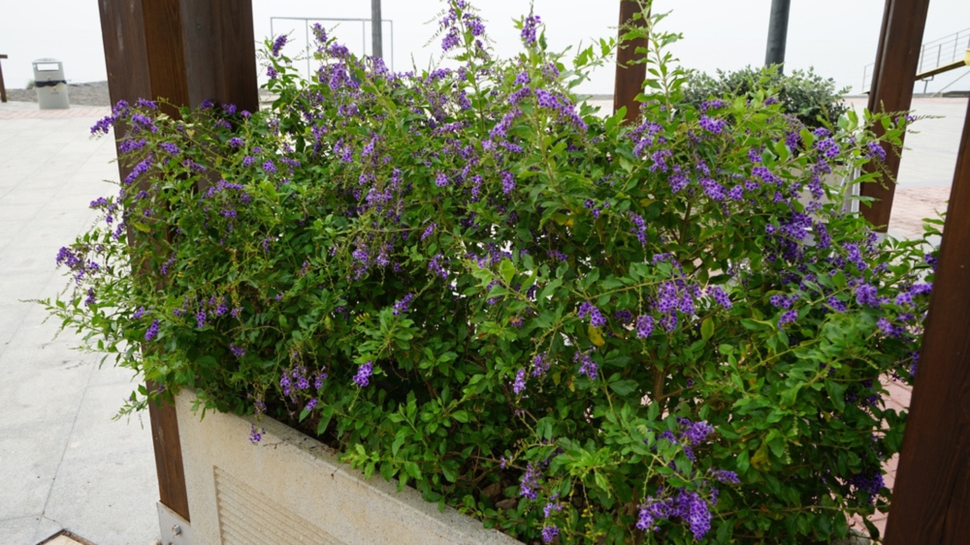 duranta erecta in a pot