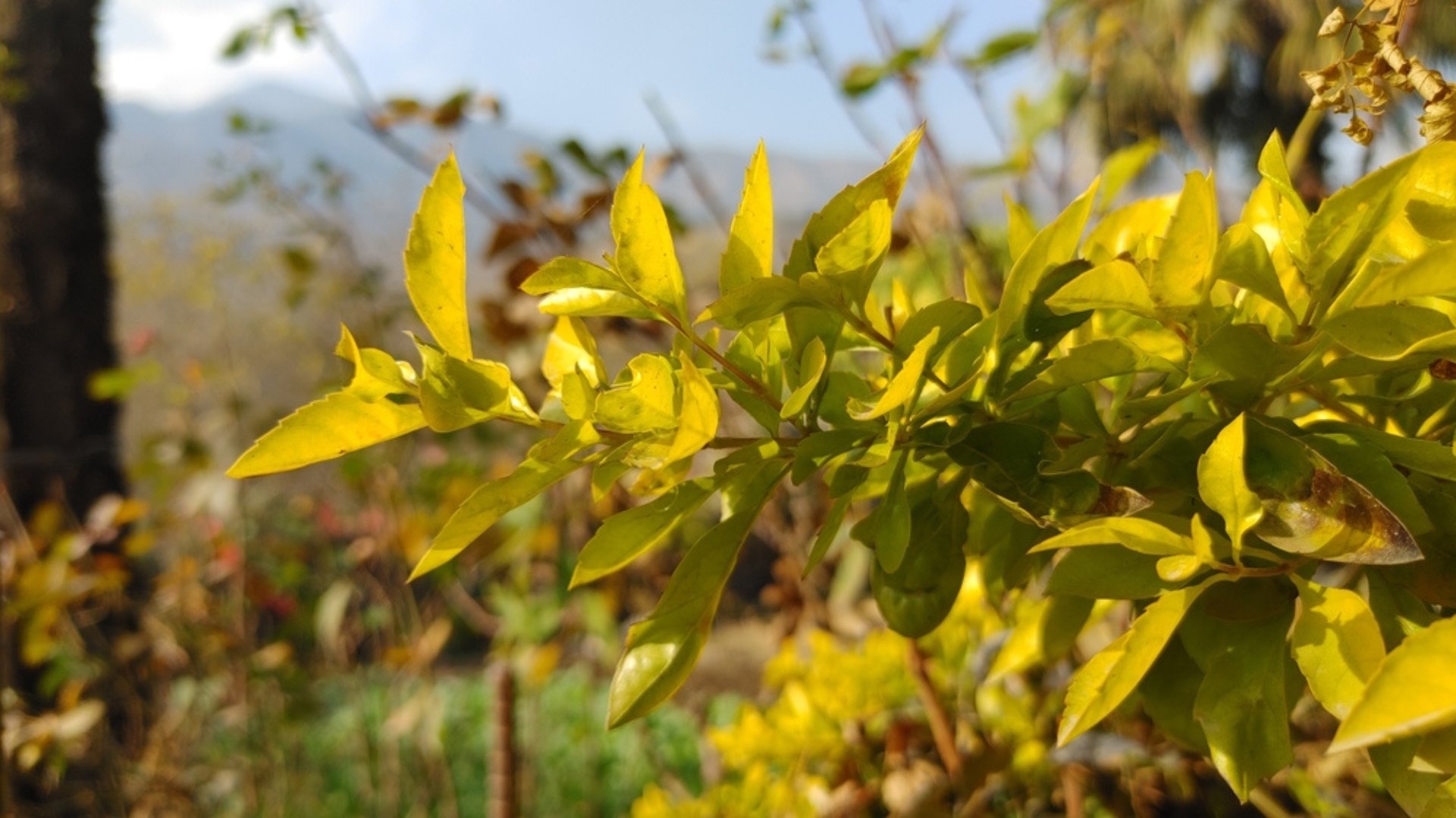 duranta erecta foliage