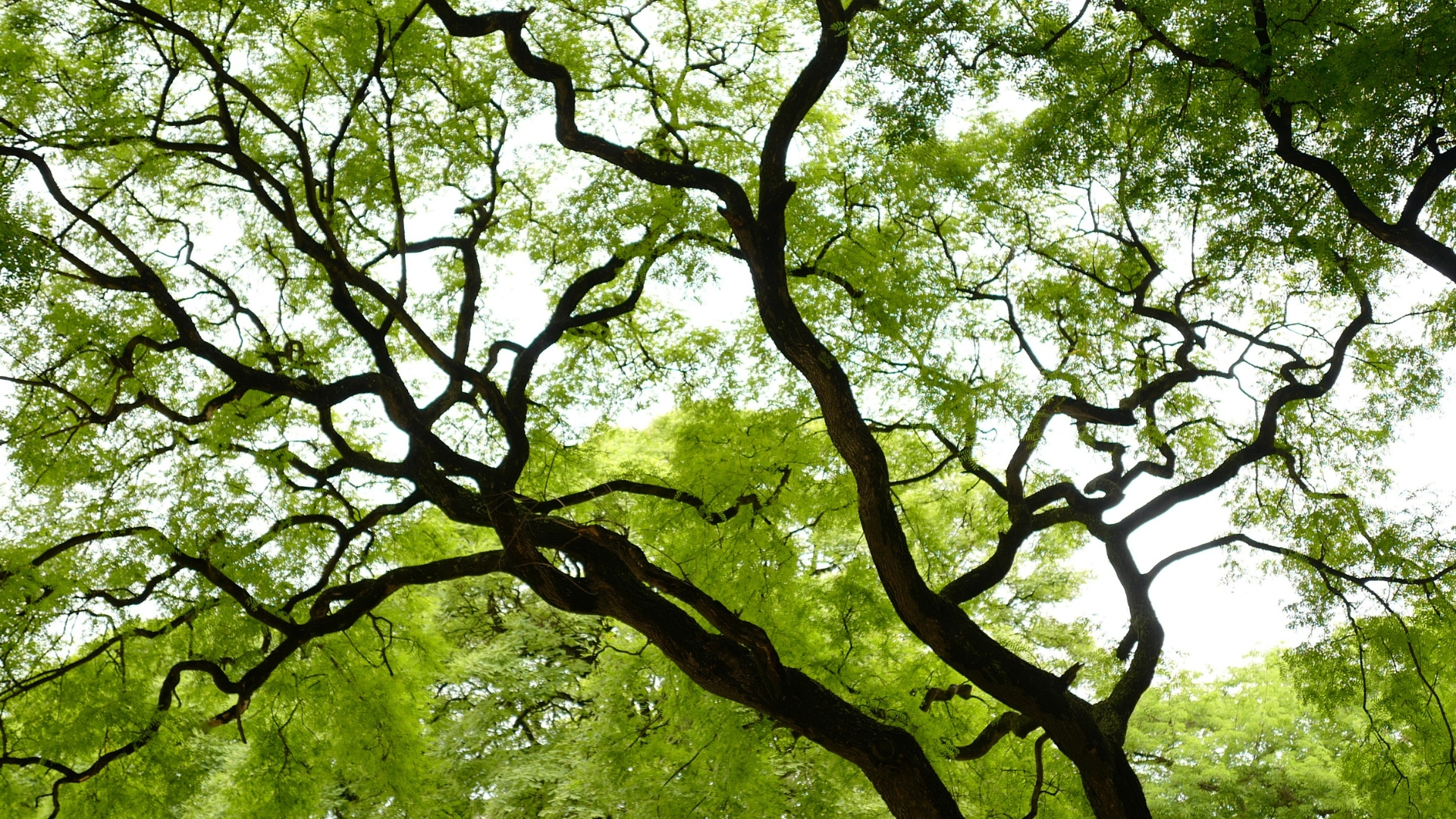 elm tree in the woods