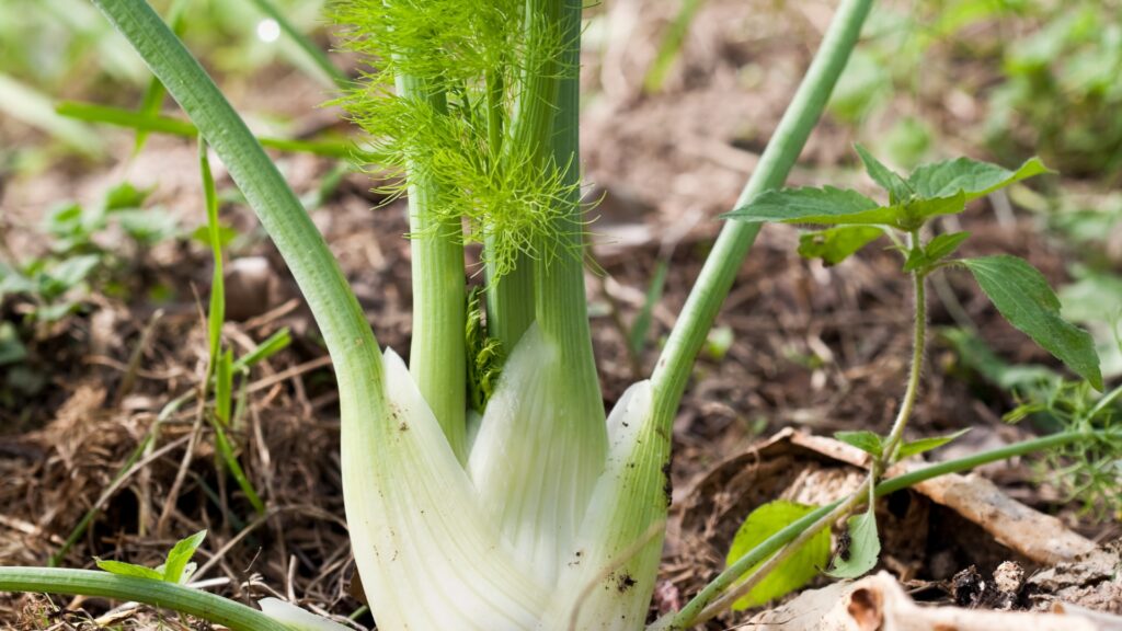 fennel