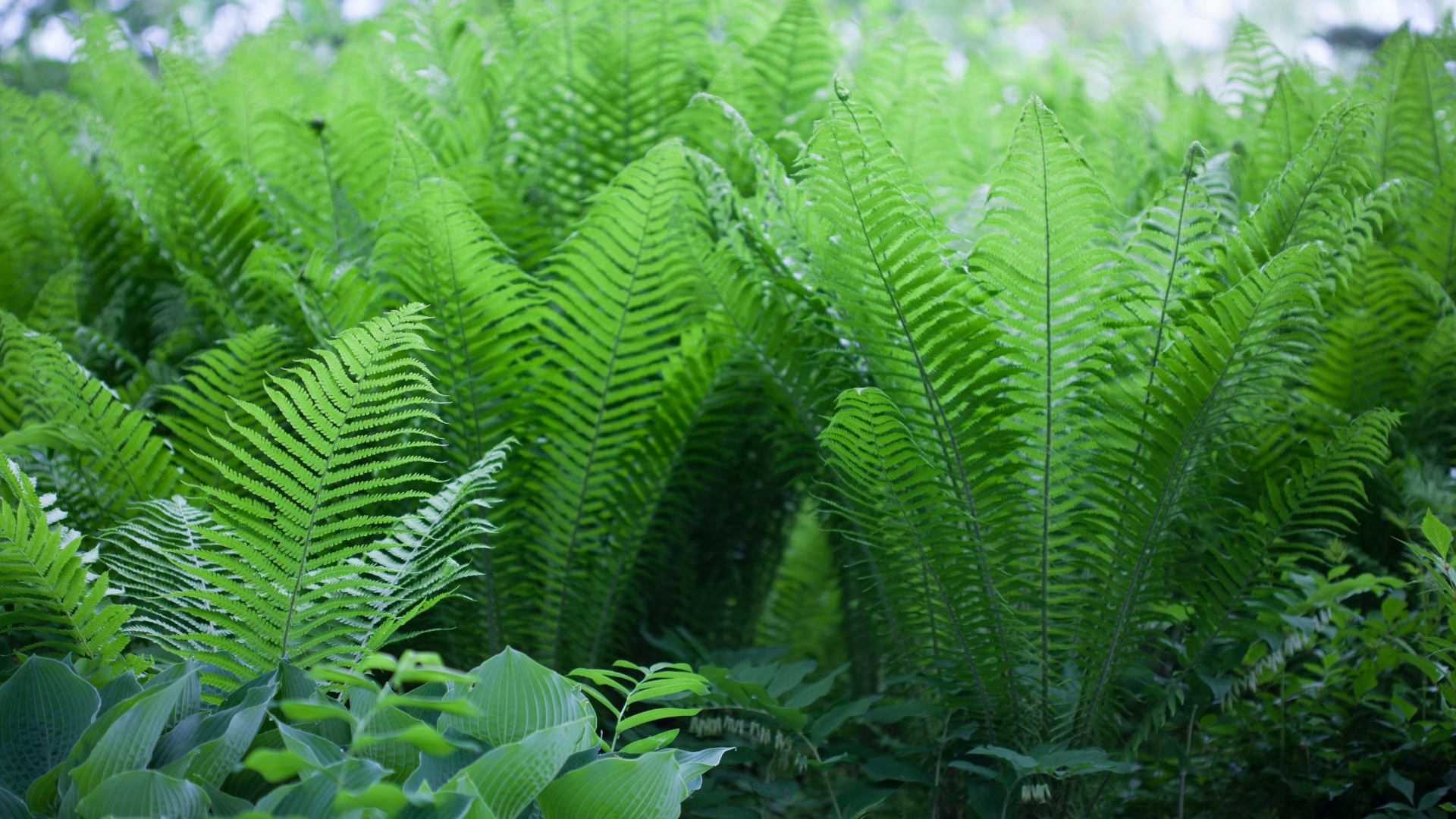 fern plant foliage