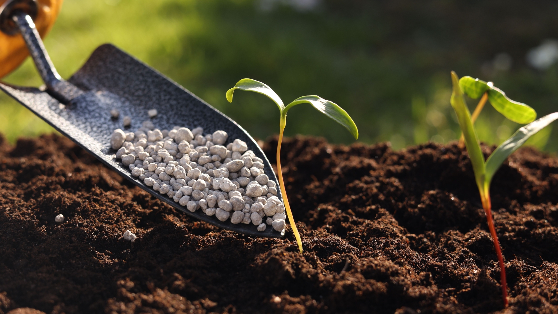 fertilizing a plant 