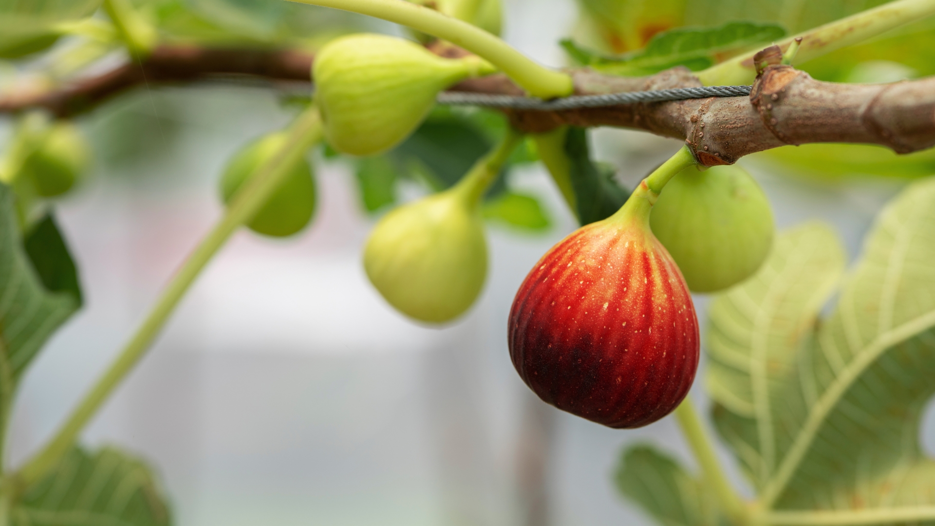 fig tree fruit ripening