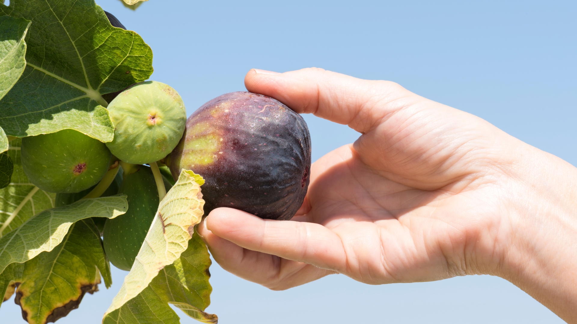 woman hand picking fig fruit