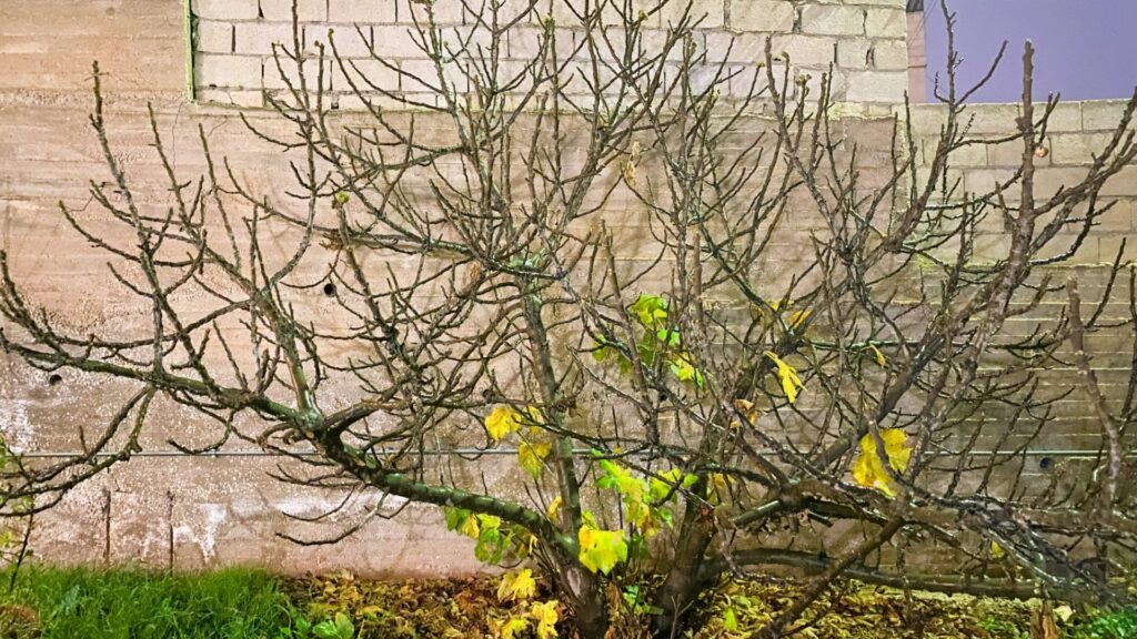 fig tree in winter