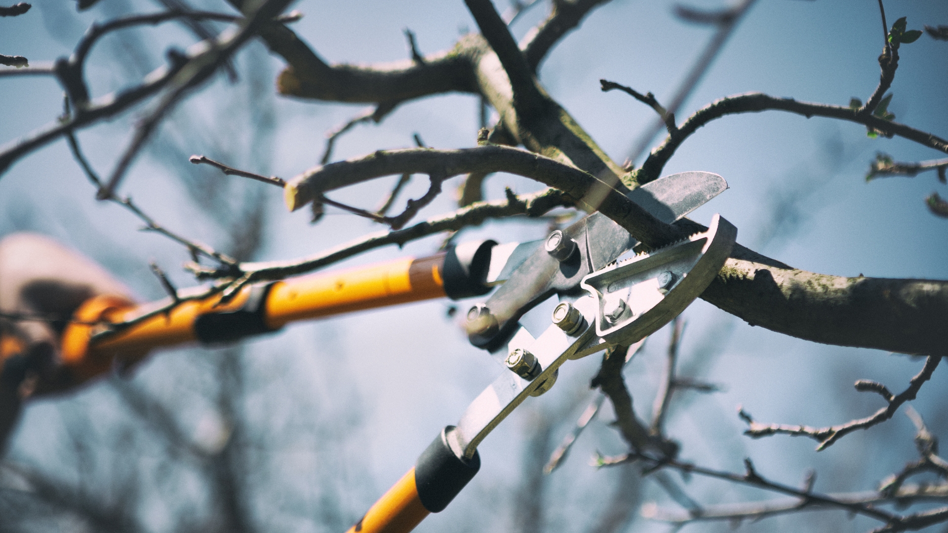 pruning shears cutting tree branch