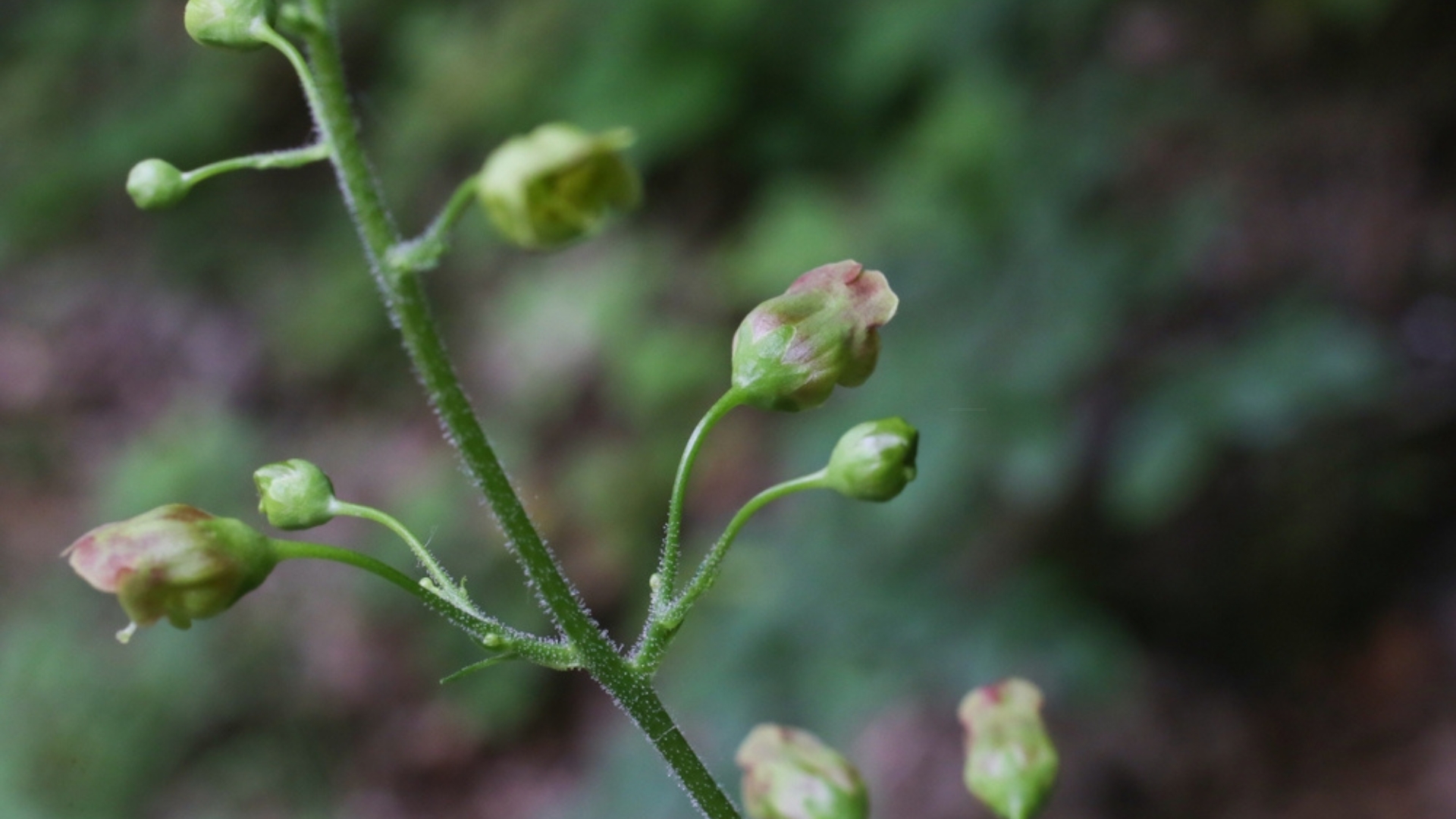 figwort plant