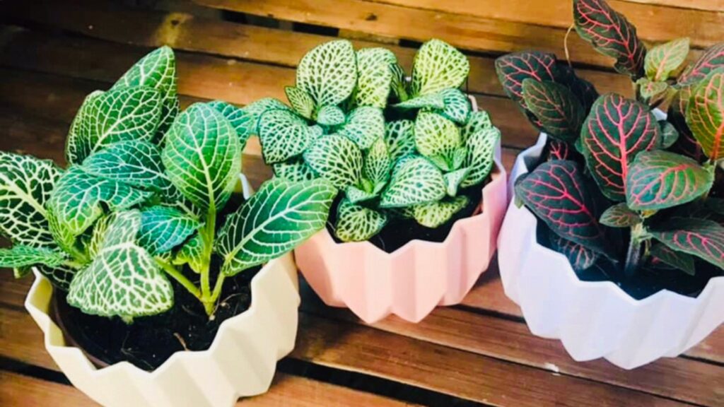 fittonia plant