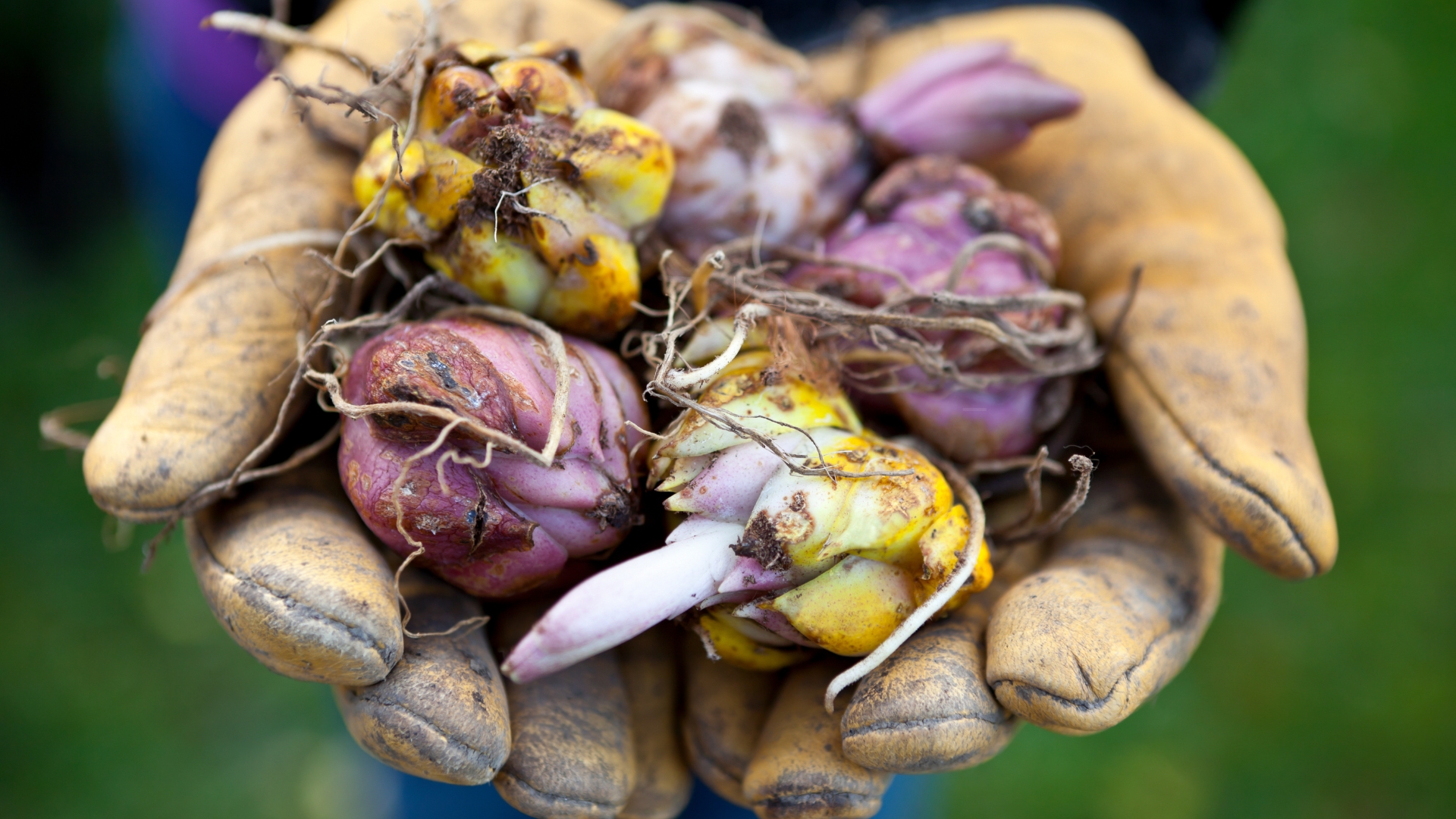 flower bulb collection