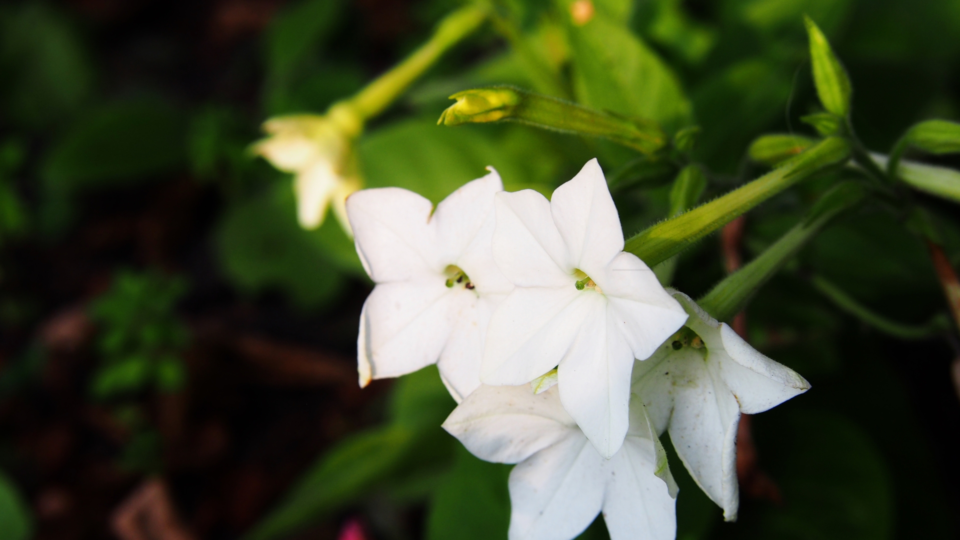 flowering tobacco