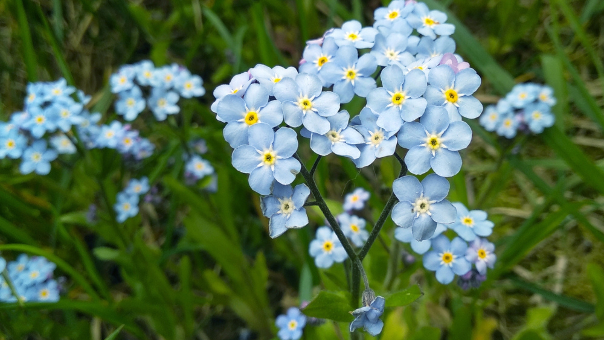 forget-me-not flower cluster