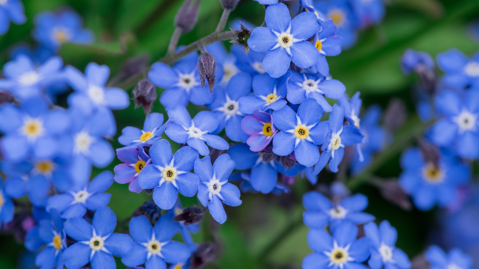 forget-me-not in full bloom