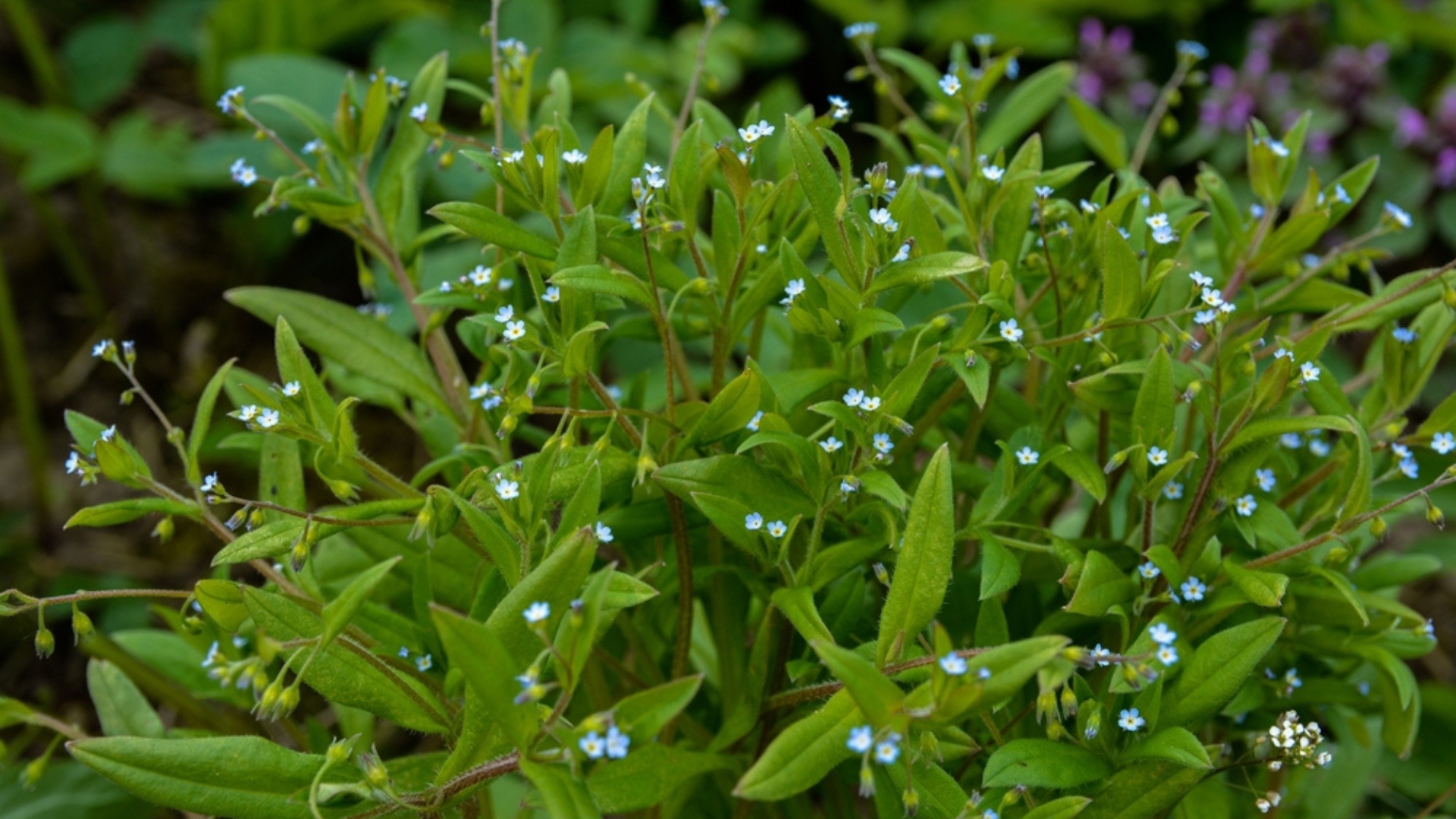 forget-me-not plant