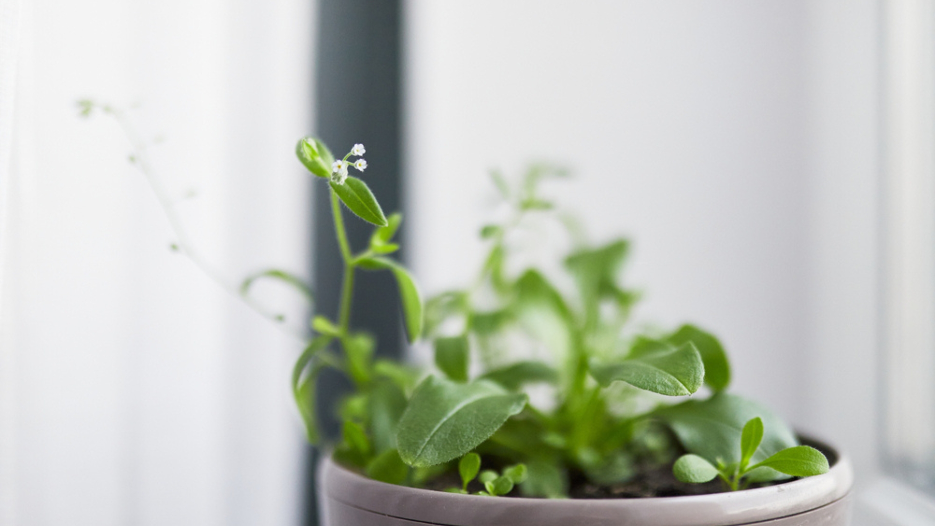 forget-me-not transplant