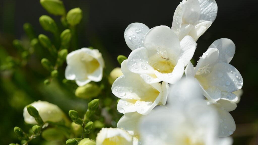 freesia