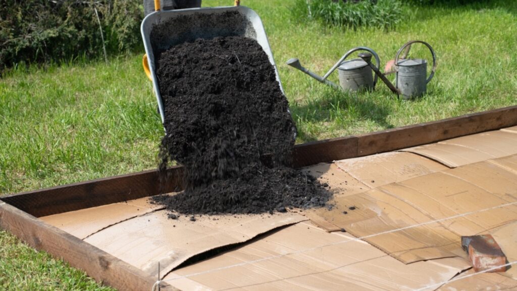 gardener dumping soil on a raised bed layered with cardboard