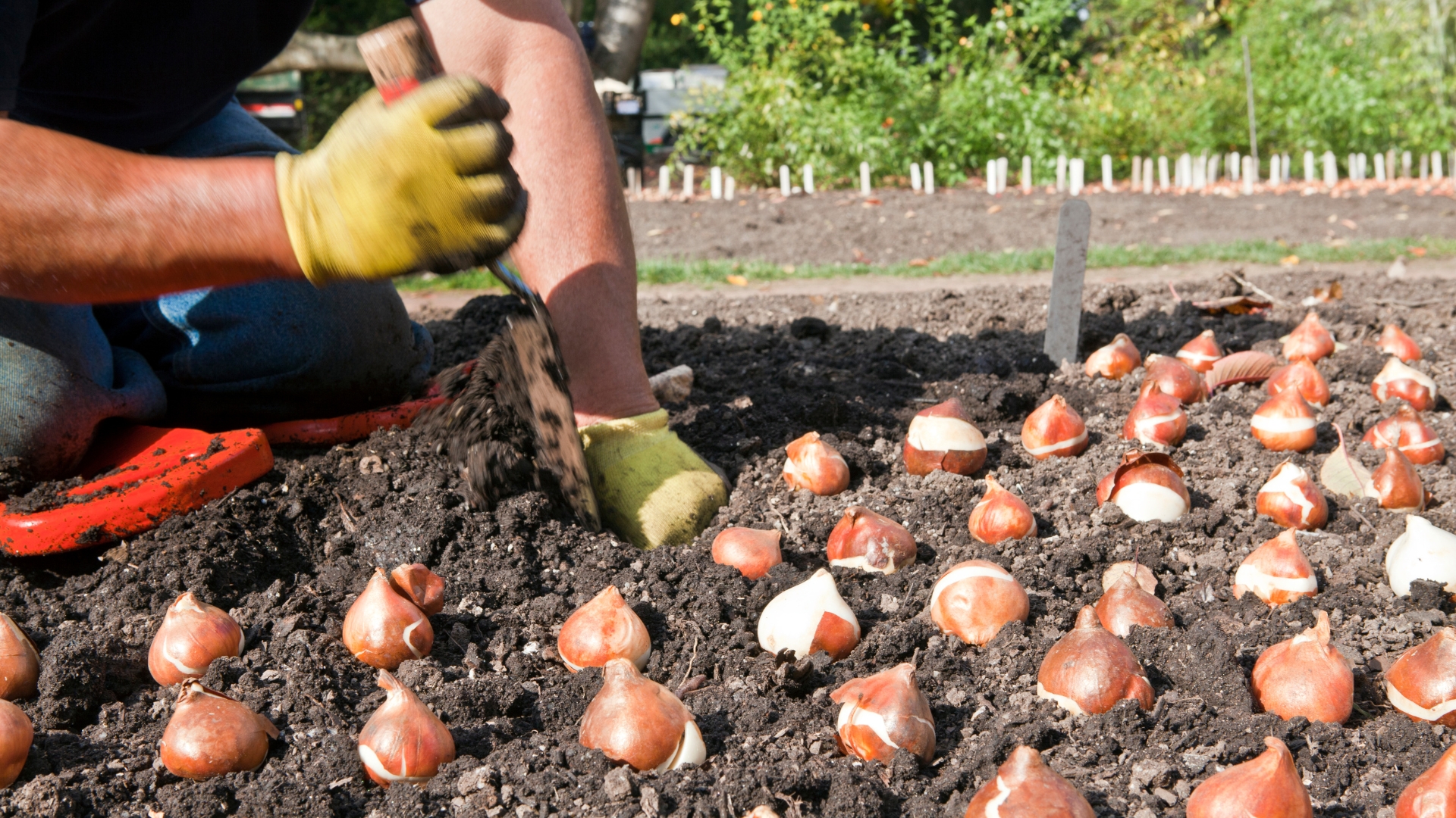 gardener planting a bulb in a flower garden