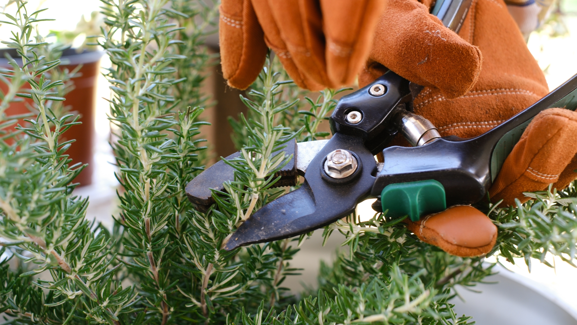 gardener prunes a rosemary plant