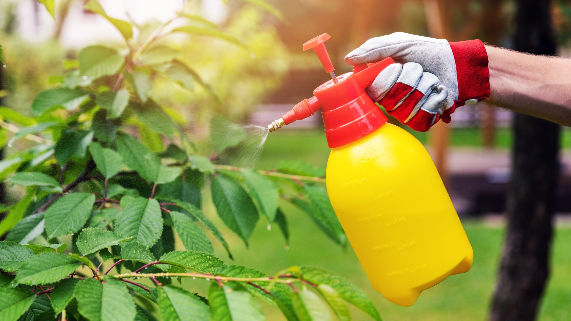 gardener spraying pesticide on a cherry tree