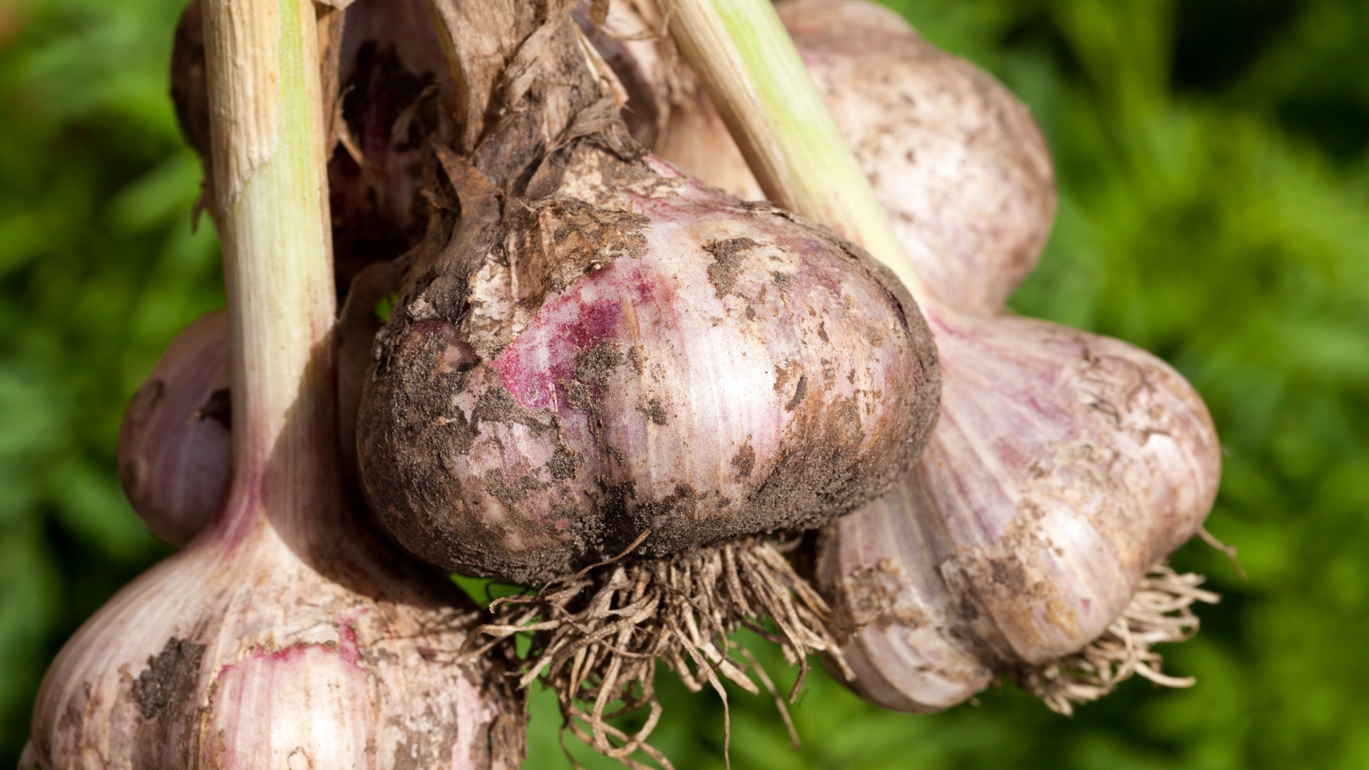 garlic harvest