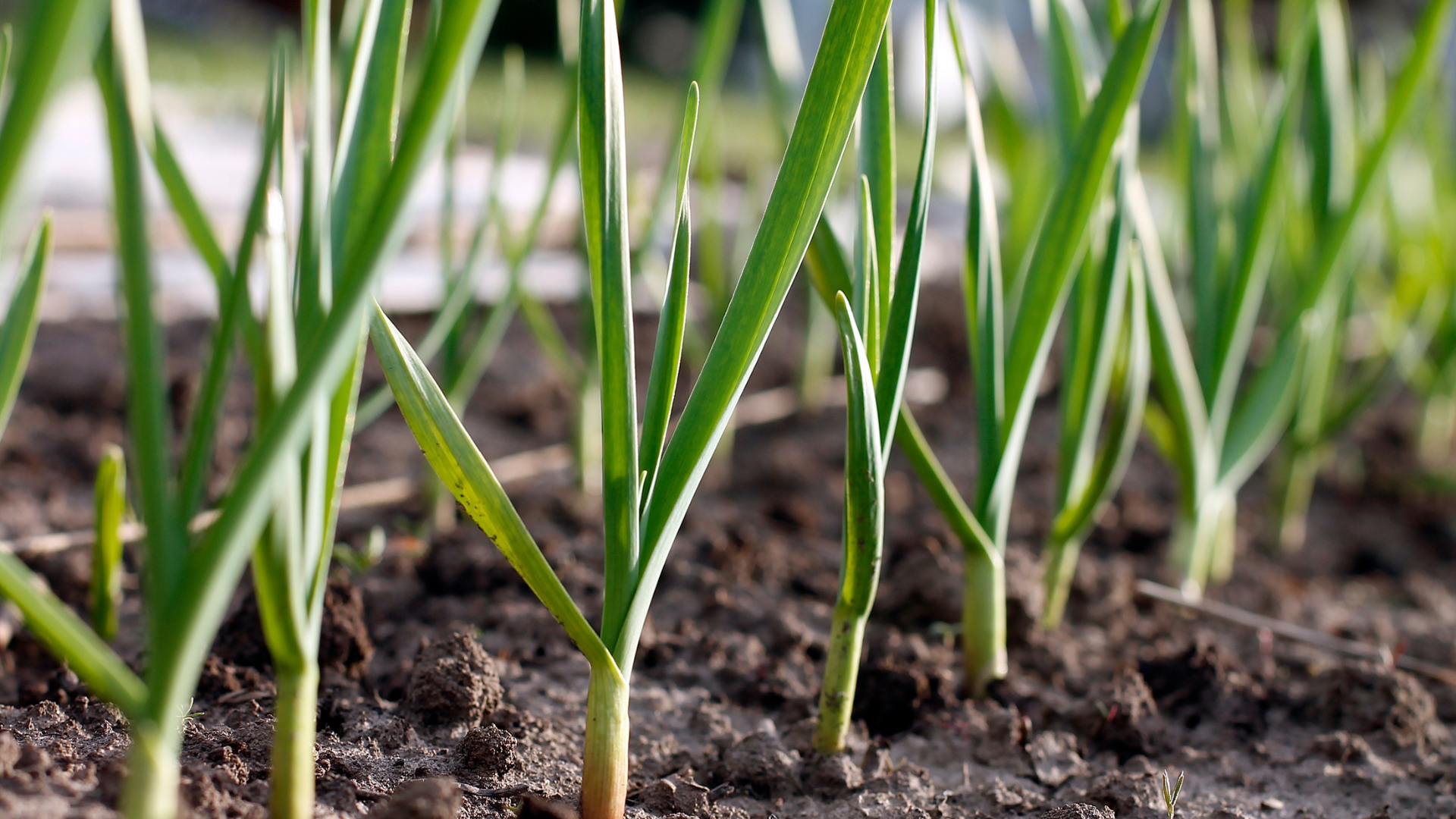 garlic in garden