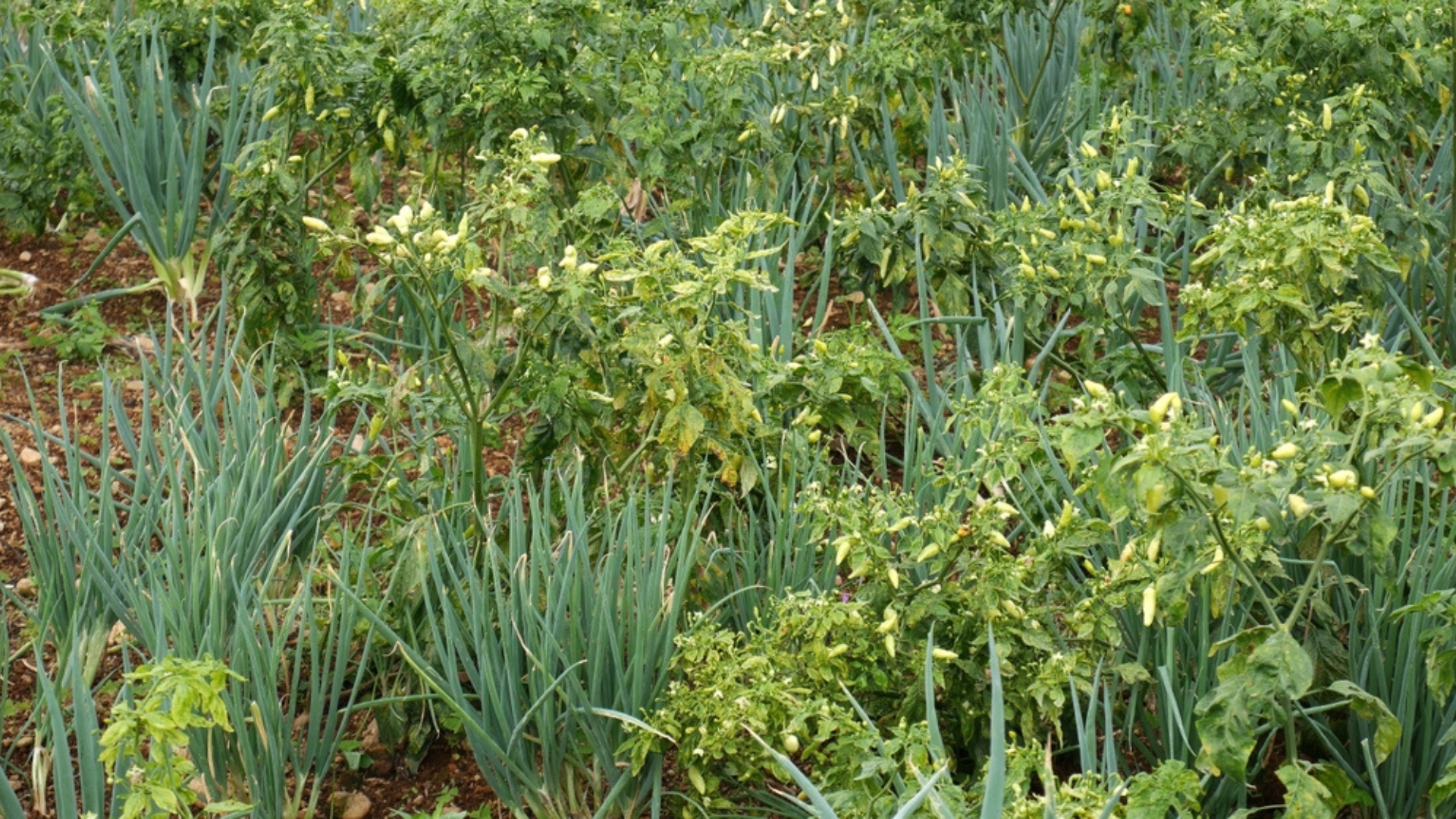 green onion and pepper plot