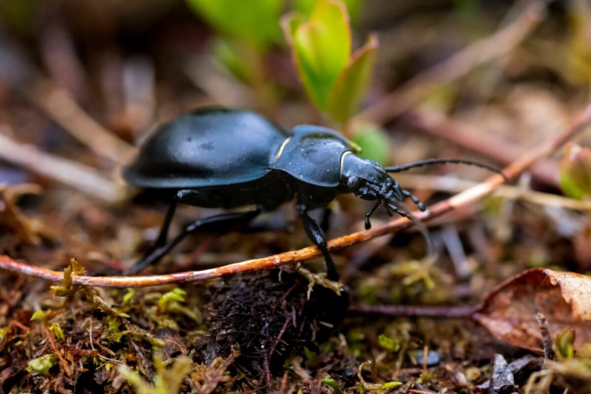 Ground Insects Control 27 Beneficial Insects You Actually Want To See In Your Yard