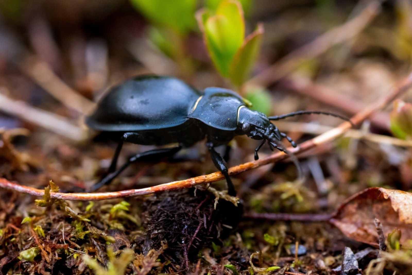 ground beetle