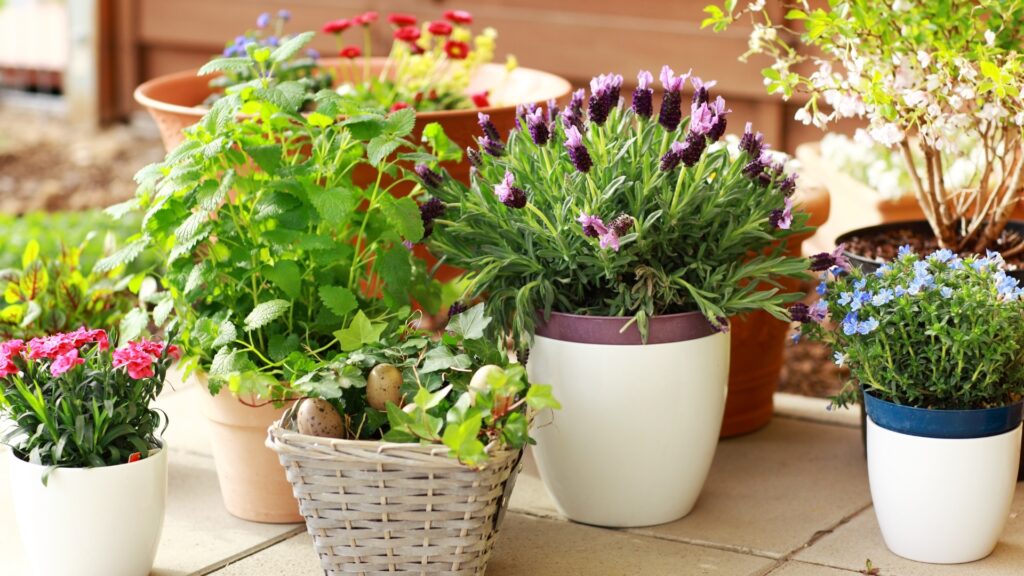 grouping plants