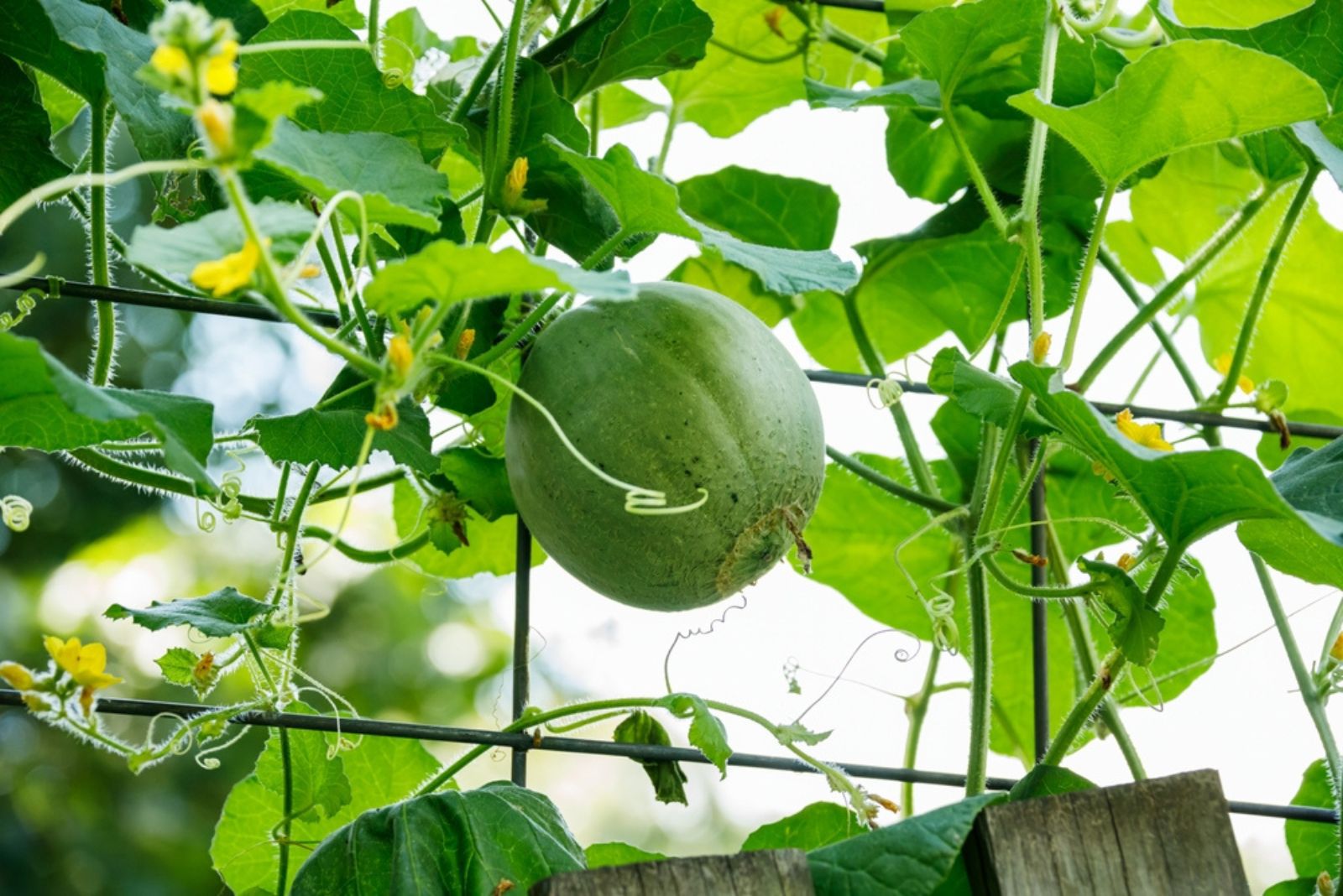 growing cantaloupe vertically