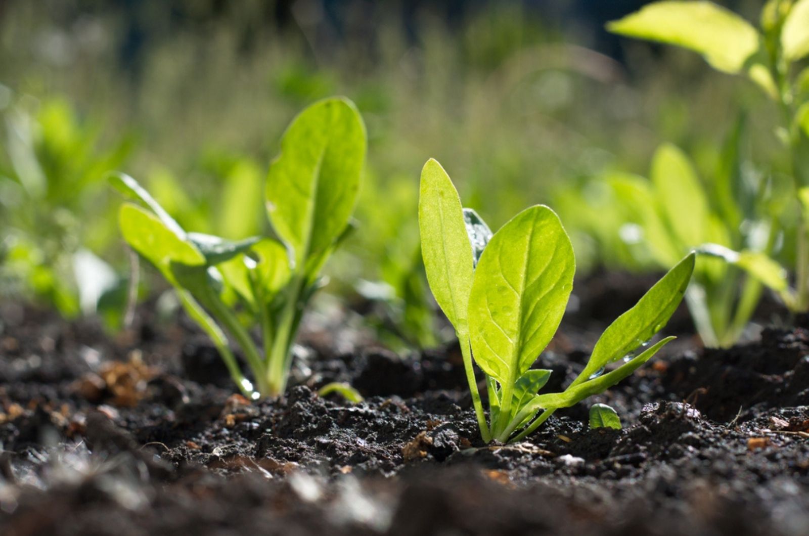 growing spinach in garden