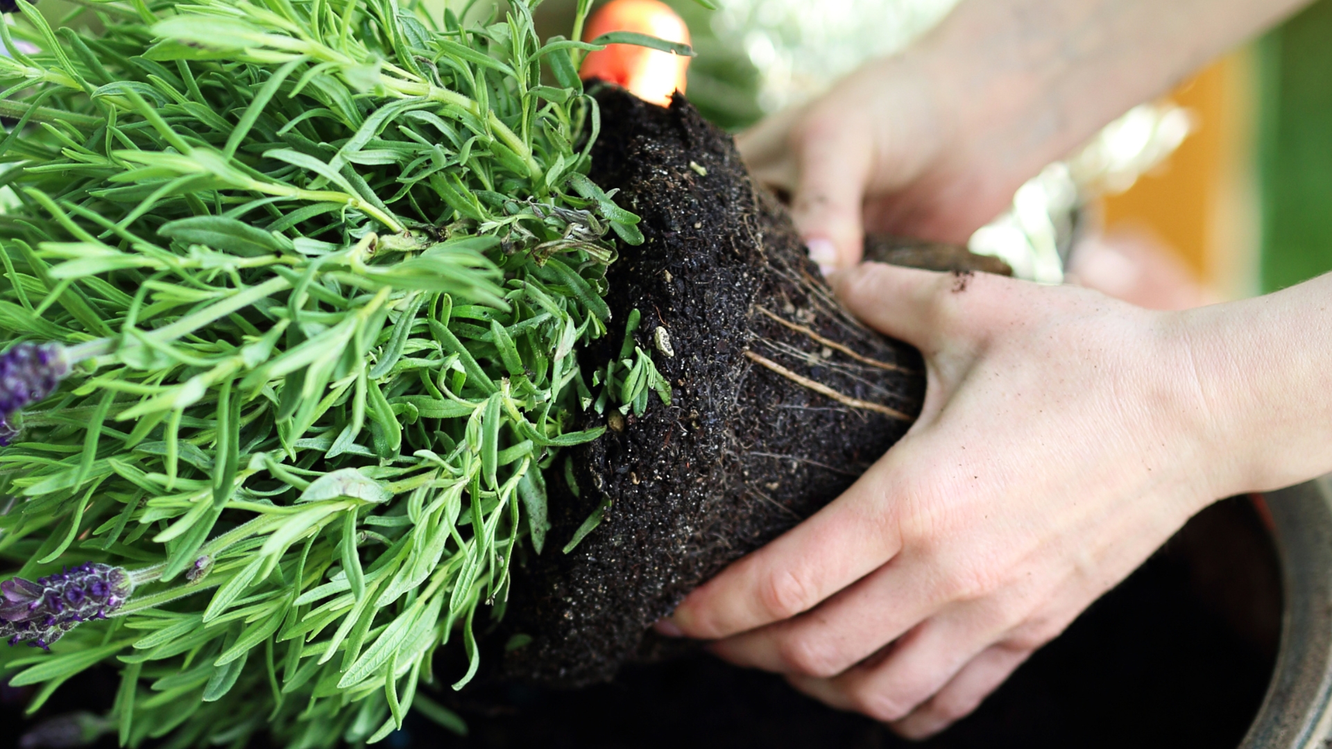 hand removes lavender from the pot