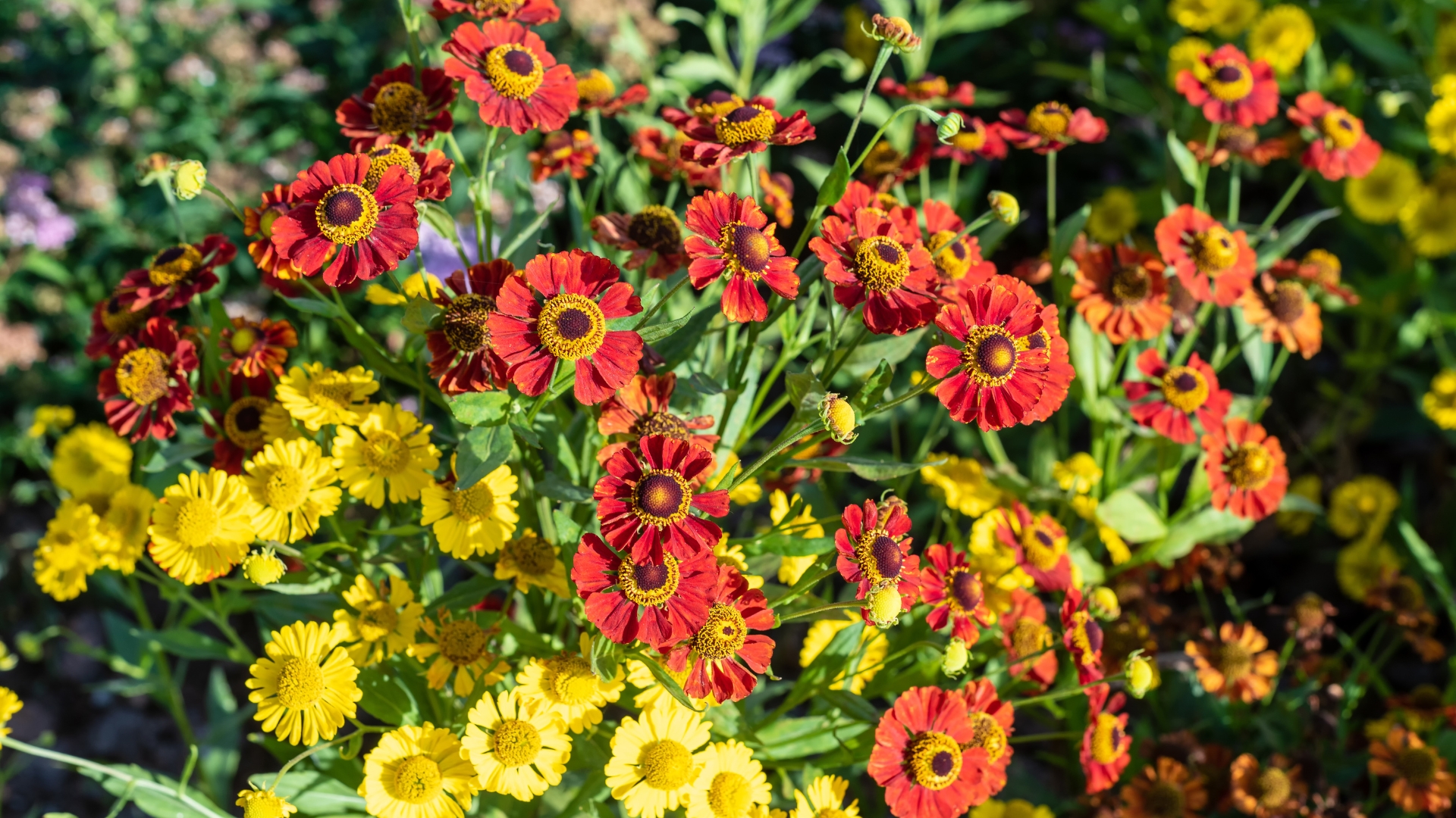 helenium flower display