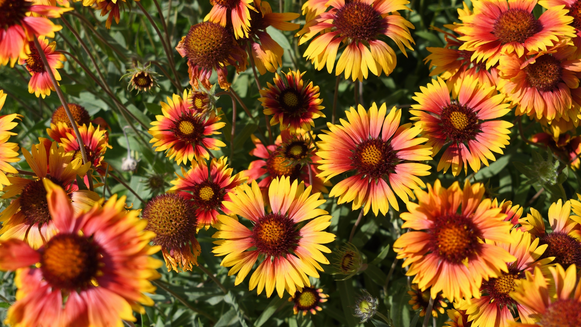 helenium flower