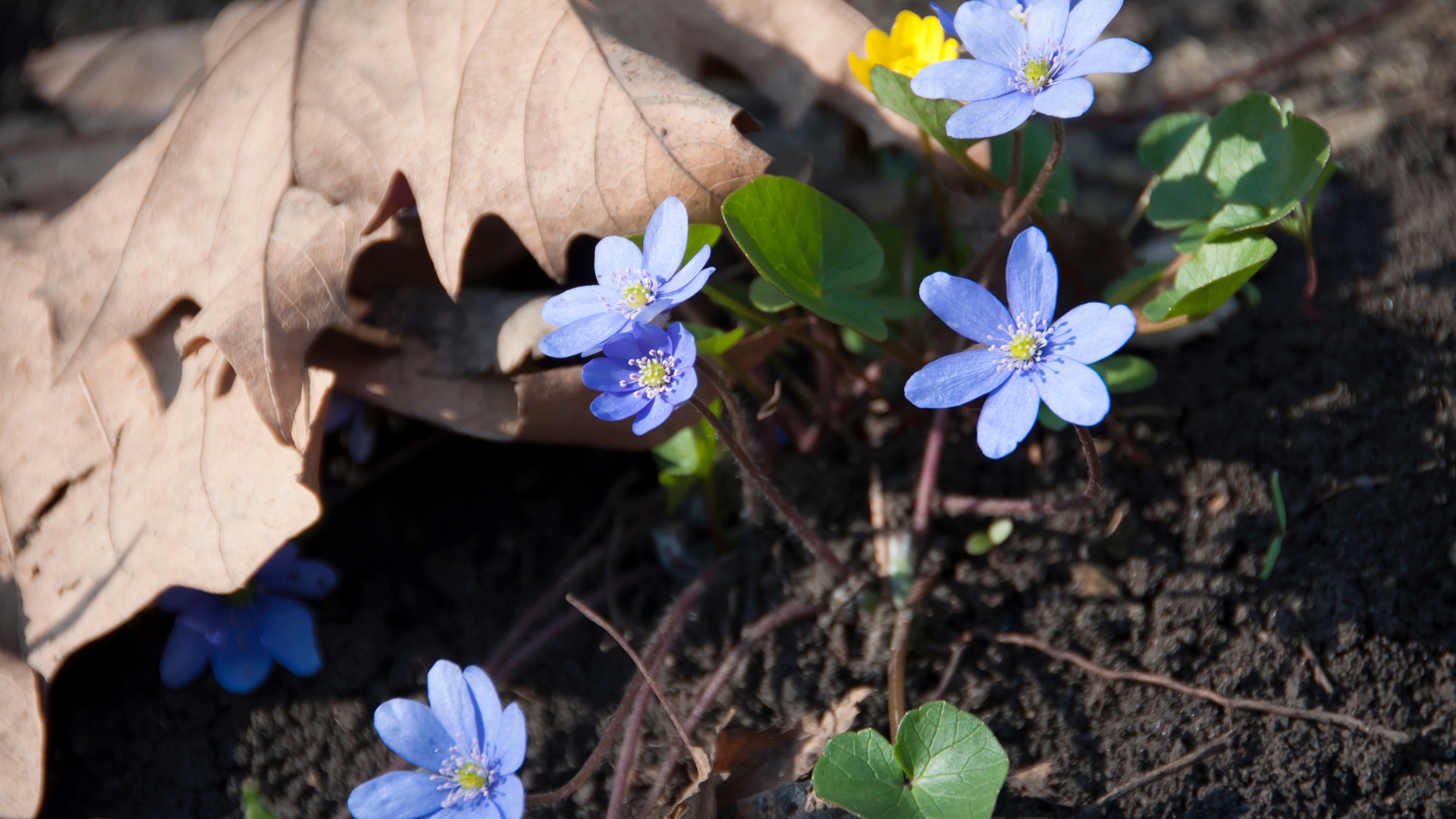 blue hepatica in full bloom