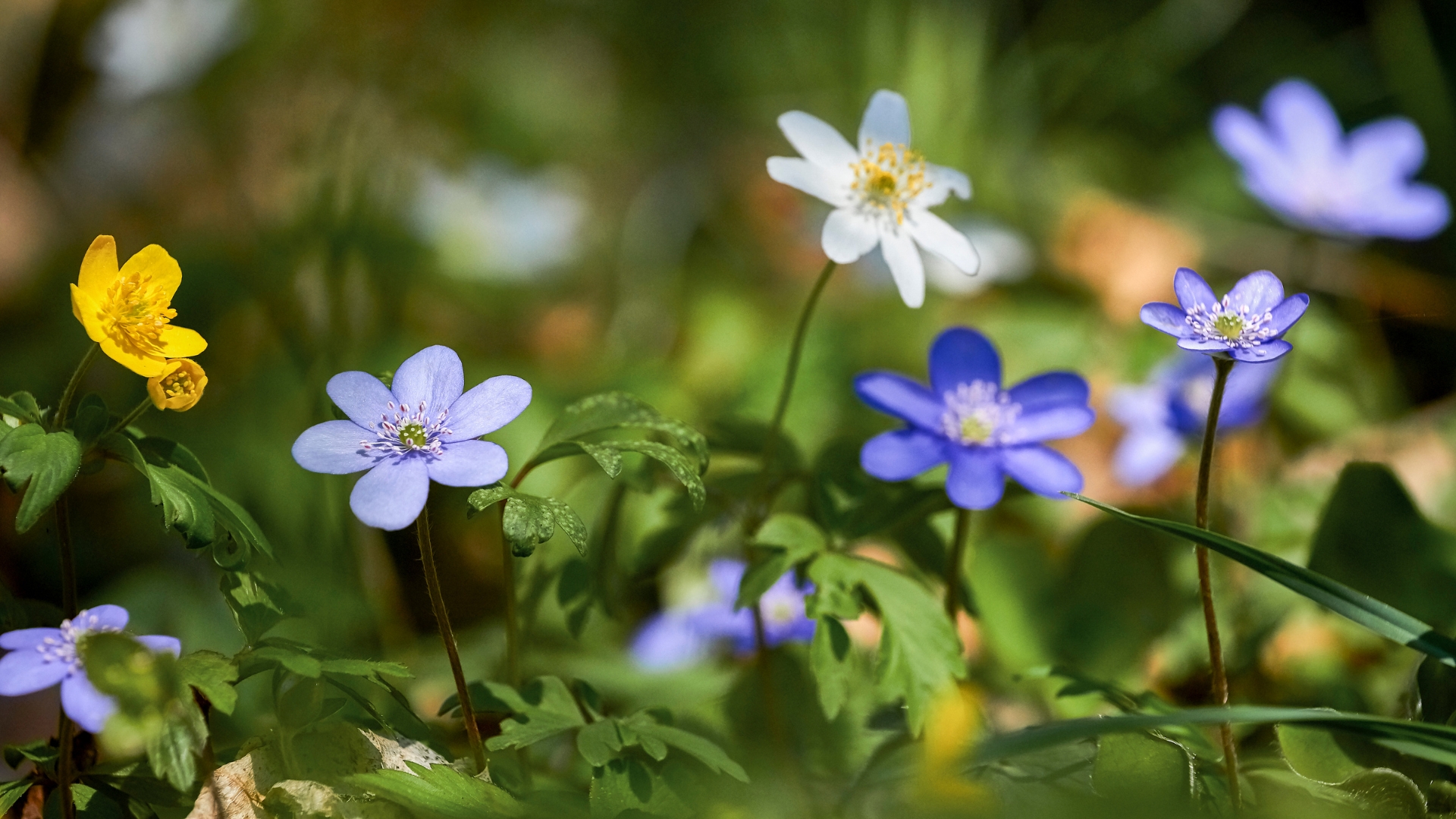 hepatica plant bloom display