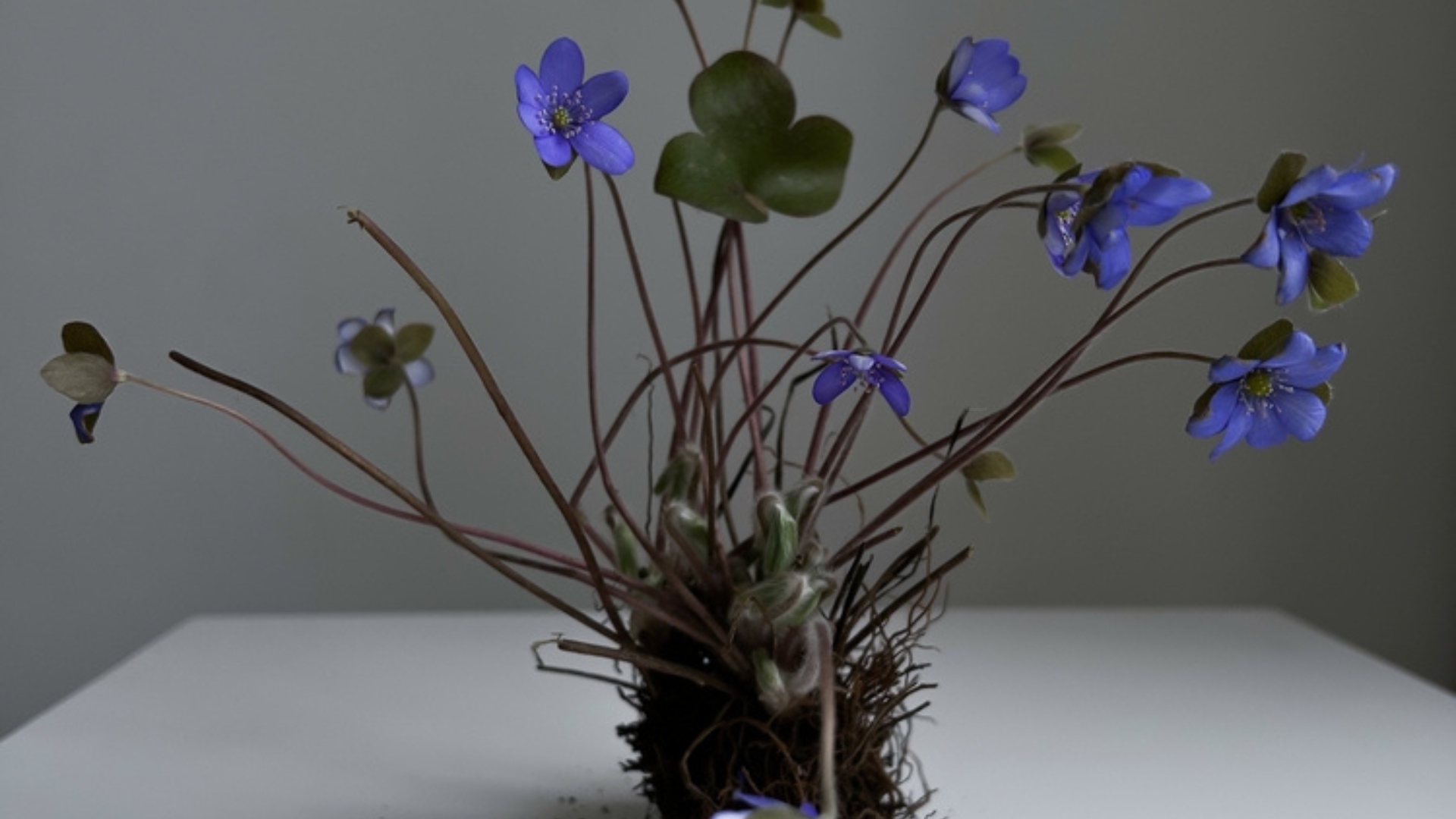 hepatica plant transplant