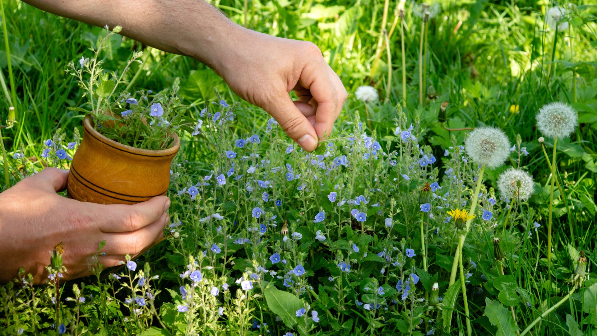 herb garden