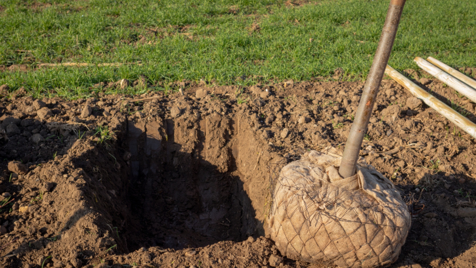 hole prepared for planting a tree