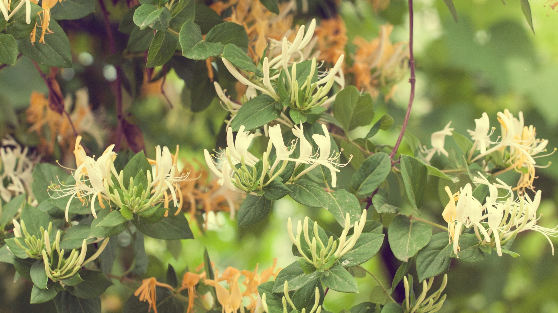 honeysuckle bloom