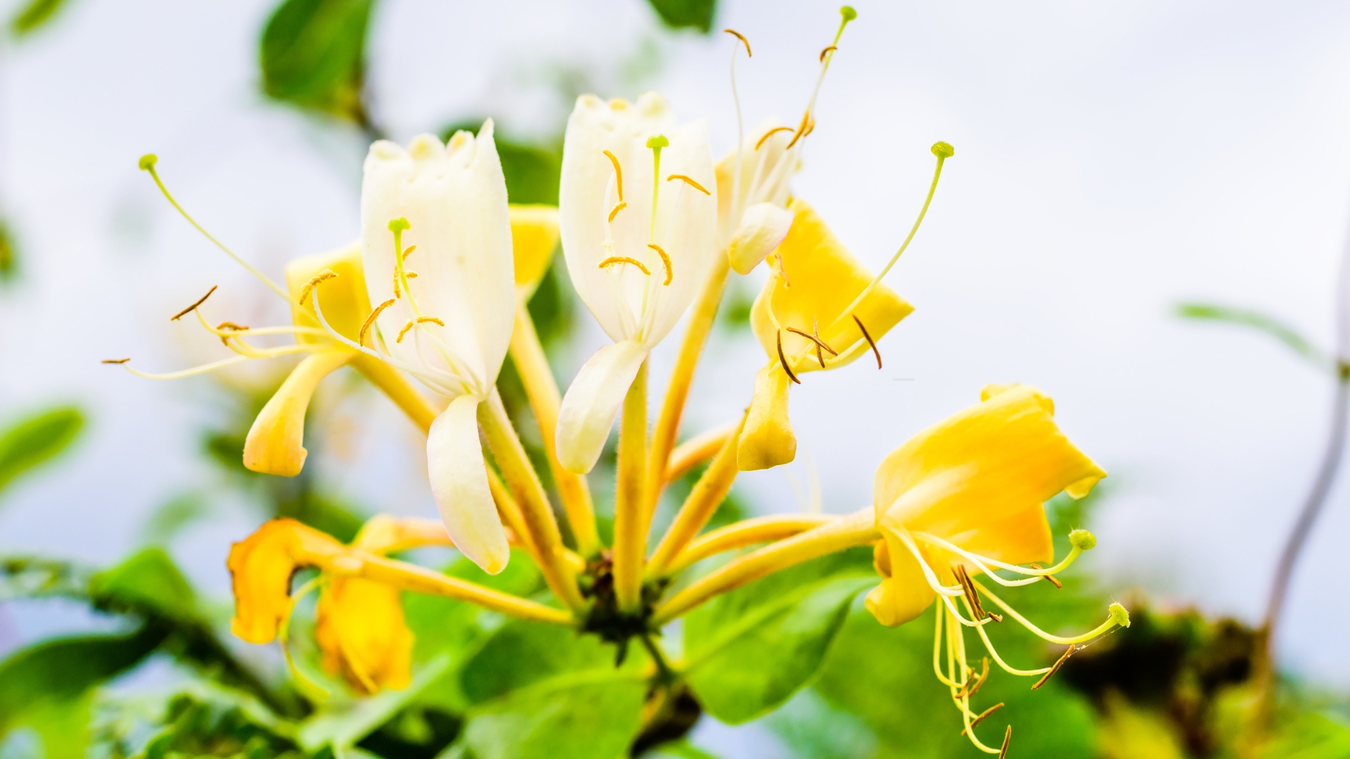 honeysuckle blossom