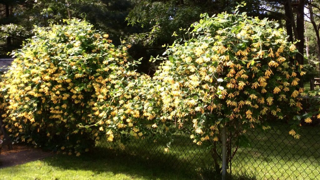honeysuckle plant in full bloom
