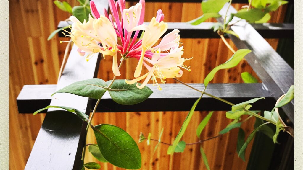 honeysuckle plant trained on a trellis
