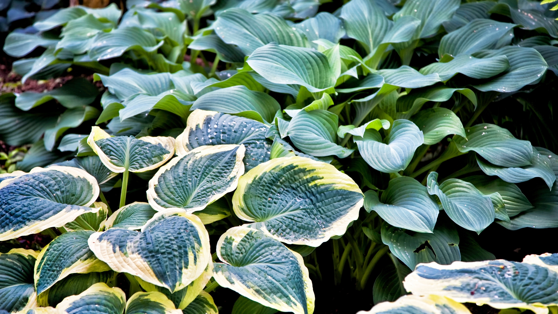 hosta plant