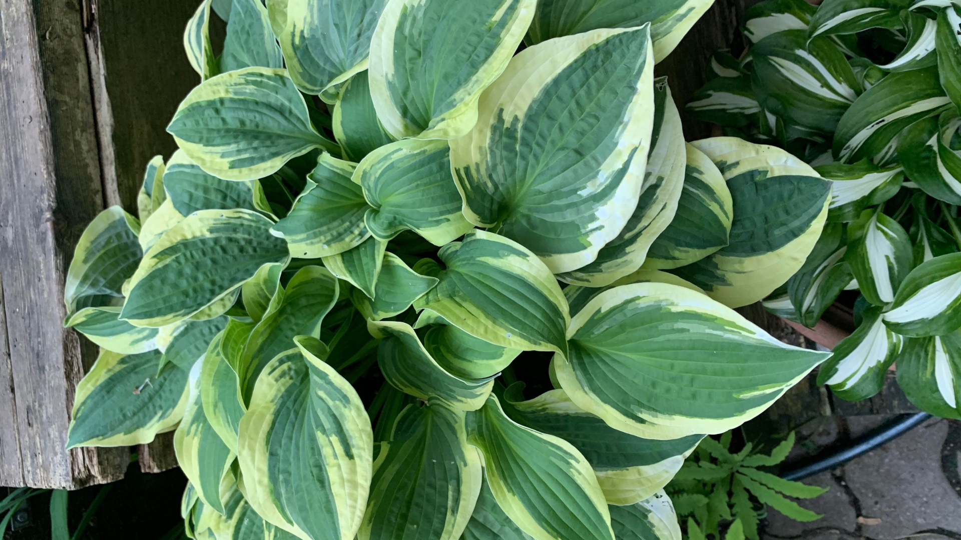 variegated hosta