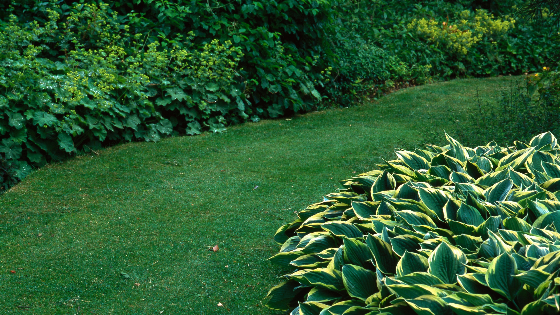 hosta border