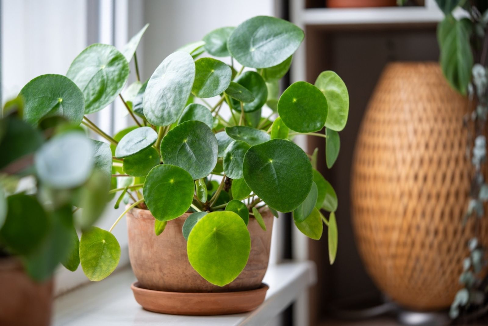 houseplant in pot