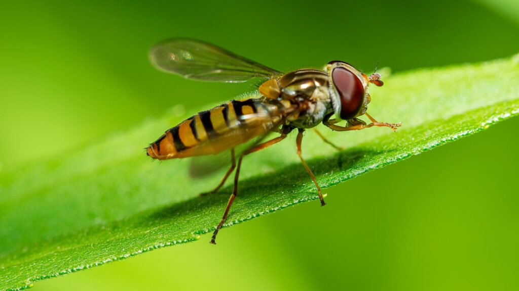 hoverfly